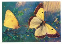 Ретро открытки - Желтушка зеленоватая