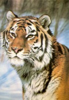 Ретро открытки - Уссурийский тигр.