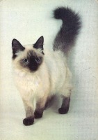 Ретро открытки - Балинезийская кошка