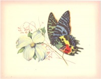 Ретро открытки - Бабочка и цветы