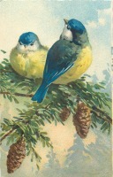 Ретро открытки - Две синицы-лазоревки на ветке ели