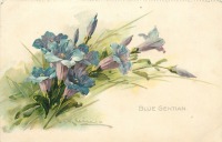 Ретро открытки - Среди цветов. Букет синих горечавок