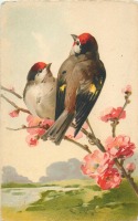 Ретро открытки - Два красноголовых зяблика на цветущей ветке яблони