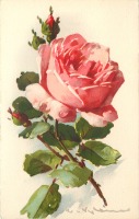 Ретро открытки - Роза и три бутона