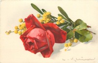 Ретро открытки - Красная роза и ветка жёлтой мимозы