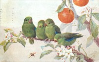 Ретро открытки - Четыре зелёных попугая на апельсиновом дереве