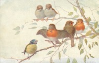 Ретро открытки - Три малиновки, лазоревка и два белобородых воробья на ветке