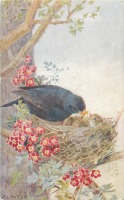 Ретро открытки - Черный дрозд в гнезде с тремя птенцами