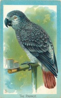 Ретро открытки - Попугай