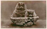 Ретро открытки - Персидские кошки. Молодожёны