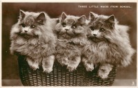 Ретро открытки - Персидские кошки. Три маленькие горничные из школы
