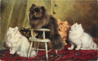 Ретро открытки - Почётный гость, Померанский шпиц и персидские котята