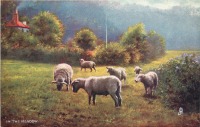Ретро открытки - Овцы на лугу