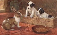 Ретро открытки - Среди кроликов. Два белых щенка и кролик