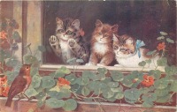 Ретро открытки - Б. Коббе. Три котёнка, настурция и птица за окном