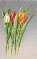 Ретро открытки - Разноцветные тюльпаны