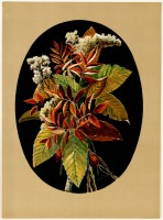 Ретро открытки - Осенние листья и золотарник