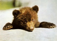 Ретро открытки - Медвежонок