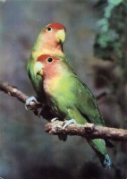 Ретро открытки - Попугаи волнистые