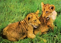 Ретро открытки - Молодые сомалийские львы