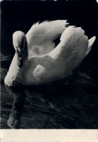 Ретро открытки - Лебедь Олор