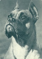 Ретро открытки - Фотографии собак с названиями пород, как их называли в 60-70 годах 20 столетия.