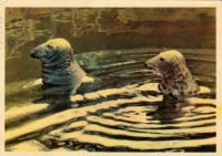 Ретро открытки - Тюлени