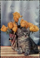 Ретро открытки - Котёнок и букет жёлтых роз