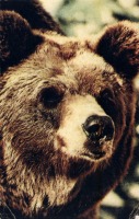 Ретро открытки - Бурый медведь