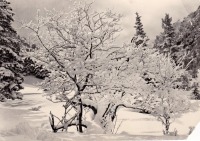 Ретро открытки - Зимний пейзаж