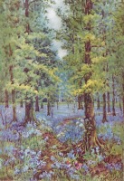 Ретро открытки - Поляна голубых гиацинтов в старом лесу