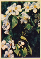 Ретро открытки - Цветущая вишня
