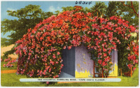 Ретро открытки - Красочная плетистая роза Цветок Кейп Кода