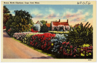 Ретро открытки - Цветущие розы в Норт Чатеме