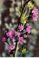 Ретро открытки - Цветы персика