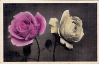 Ретро открытки - Розы