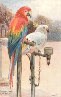 Ретро открытки - Попугаи, Парро и Какаду