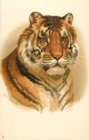 Ретро открытки - Тигр