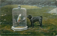 Ретро открытки - Щенок и попугай в клетке