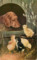 Ретро открытки - Золотистый ретривер и цыплята