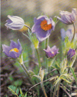 Ретро открытки - Весенние цветы