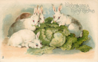 Ретро открытки - Четыре белых кролика с капустными листьями