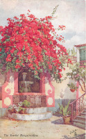 Ретро открытки - Цветы и сады Мадейры. Бугенвиллея алая