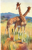 Ретро открытки - Б. Батлер. Жираф