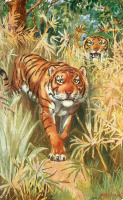 Ретро открытки - Б. Батлер. Бенгальский тигр