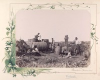 Кишинёв - Виноделие. Производство кашерного вина, 1889