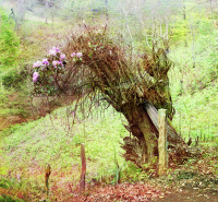 Грузия - Рододендроны в дупле старого дерева в Махинджаури