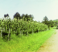 Грузия - Плантация кукурузы в Чакви, Грузия