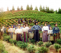 Грузия - Греческие работники на сборе чайного листа в Чакви