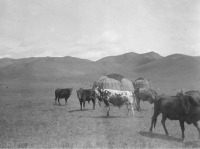 Киргизия - Киргизская юрта в Алайской долине, 1906-1908